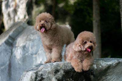 Dog on rock outdoors