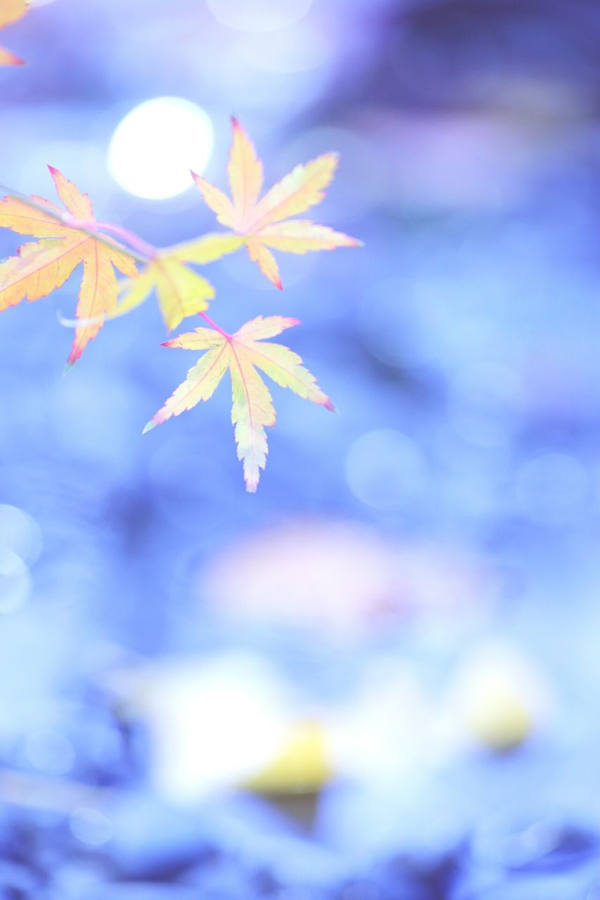 nature, autumn, close-up, leaf, beauty in nature, change, growth, no people, focus on foreground, maple leaf, outdoors, sunlight, tree, day, branch, sky, maple