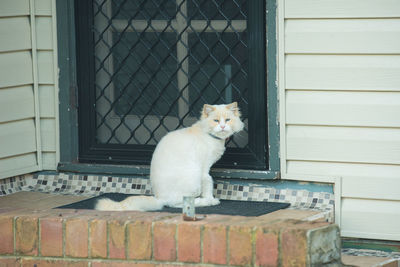 Cat sitting on window