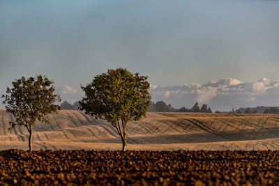 Scenic view of agricultural field against sky