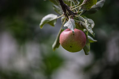 Close-up of strawberry growing on tree