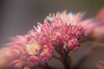 Close-up of pink cherry blossom