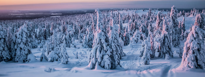 Panoramic shot of frozen trees on landscape against sky