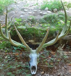 Close-up of deer