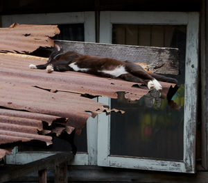 Low angle view of cat on hot tin roof