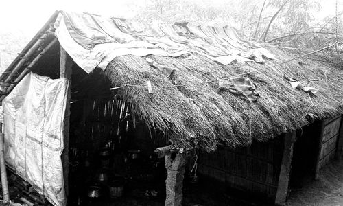 Close-up of tree stump