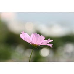 Close-up of pink flowers