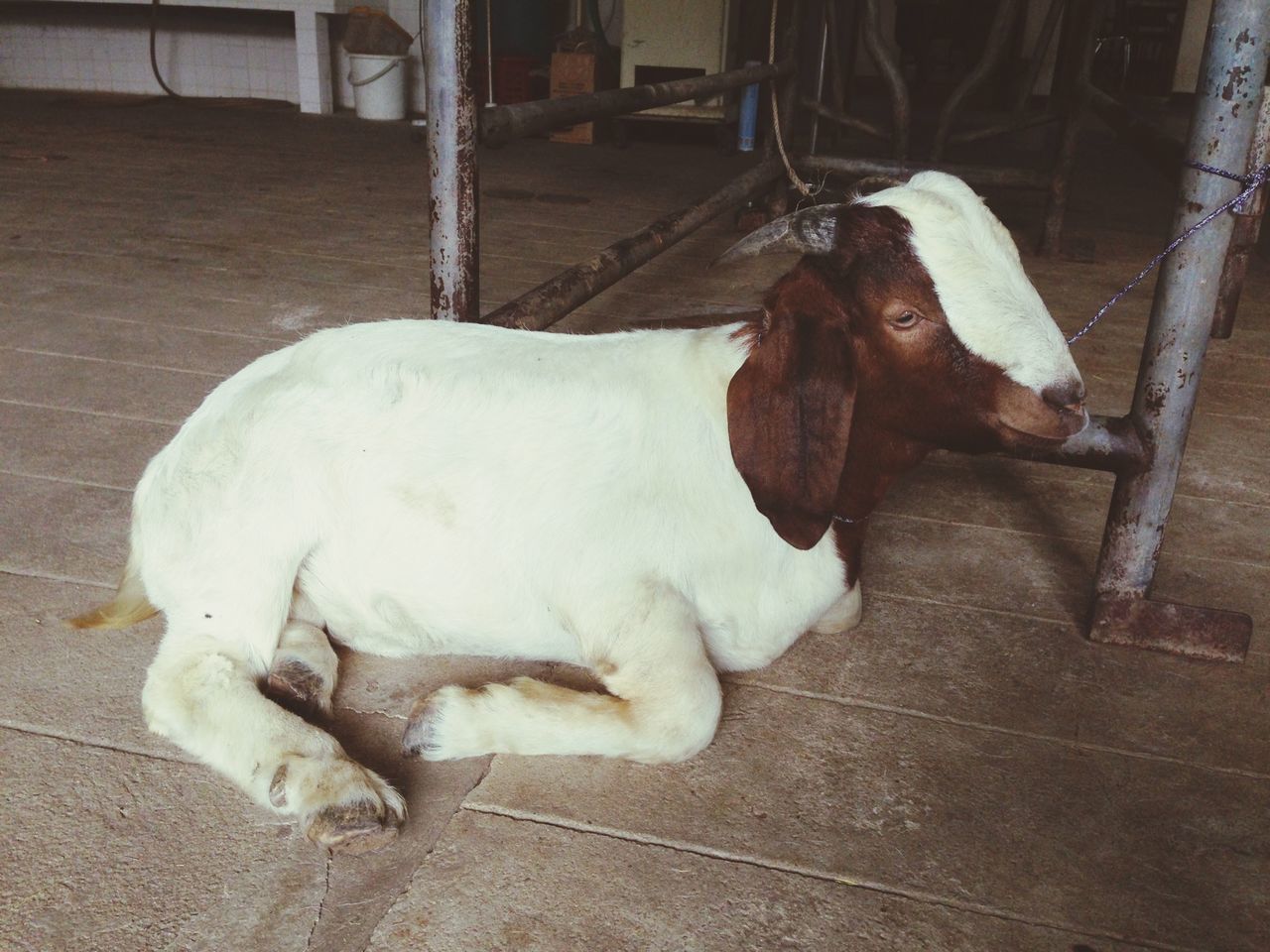 domestic animals, animal themes, mammal, one animal, pets, dog, sleeping, lying down, relaxation, high angle view, resting, full length, white color, livestock, no people, day, two animals, outdoors, zoology, eyes closed