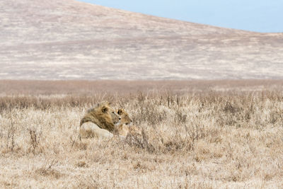 View of a cat on landscape