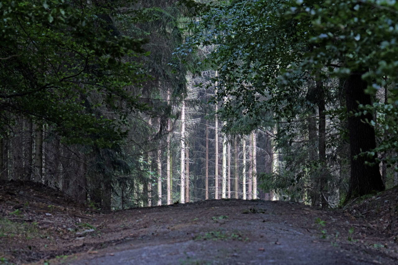 PINE TREES IN FOREST