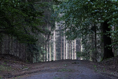 Road amidst trees in forest