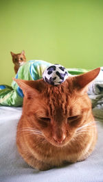 Cat with toy relaxing on bed at home