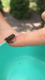 Close-up of hand holding leaf