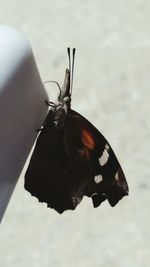 Close-up of butterfly