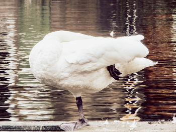 Close-up of swan in water