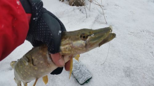 Close-up of hand holding fish