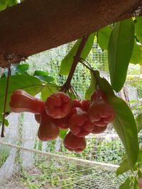 Close-up of fruits on plant