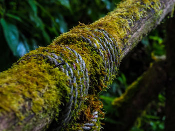 Close-up of moss growing on tree trunk