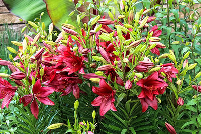 Close up of red flowers