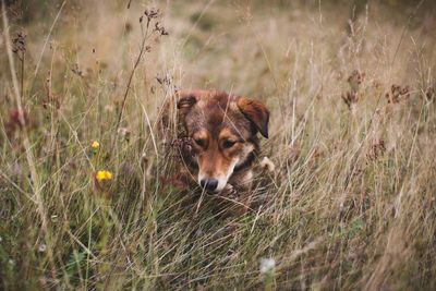 Dog standing on grassy field