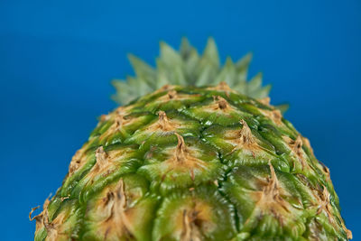 Close-up of succulent plant against blue background