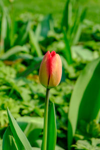 Close-up of red tulip