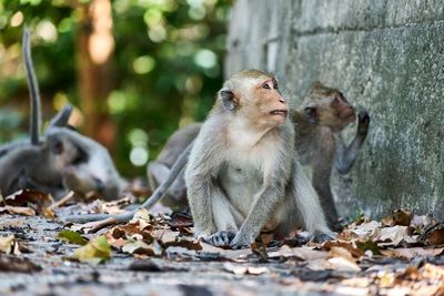 Close-up of monkey