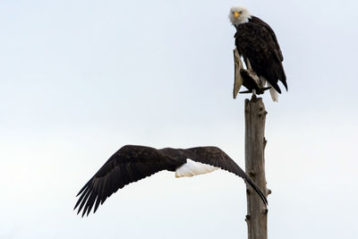 Low angle view of eagle perching on wooden post