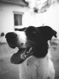 Close-up of dog against sky