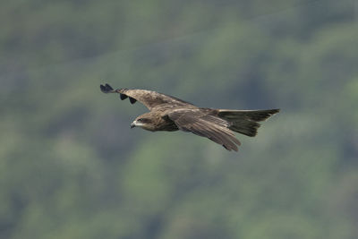 Low angle view of eagle flying