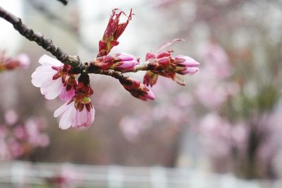 Close-up of pink cherry blossoms