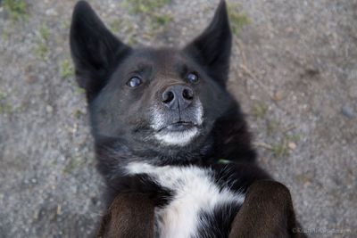 High angle portrait of dog