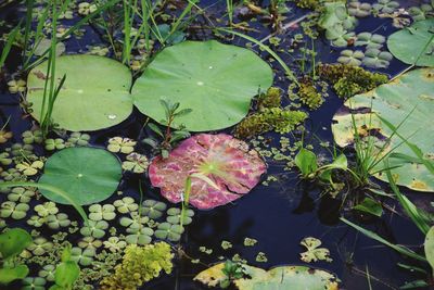 High angle view of lotus water lily in lake