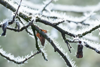 Close-up of frozen plant