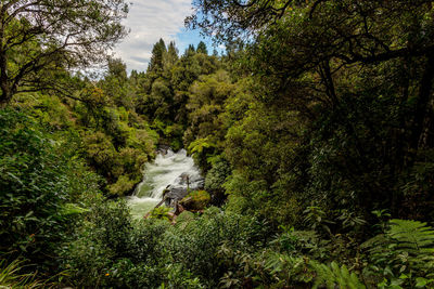 View of a forest