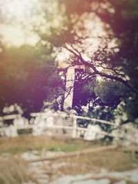 Close-up of tree trunk