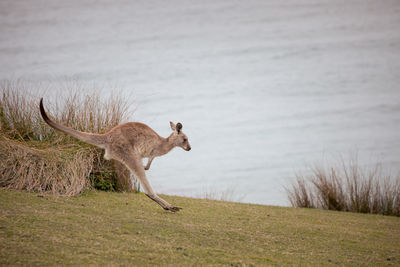 Kangaroo jumping off the coast of emerald beach
