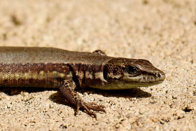 Close-up of a lizard on sand