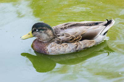 Cute duck swimming in the lake