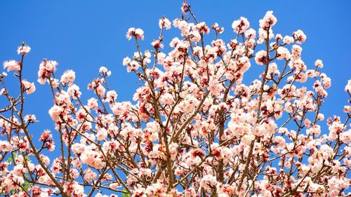 Low angle view of cherry blossoms against blue sky