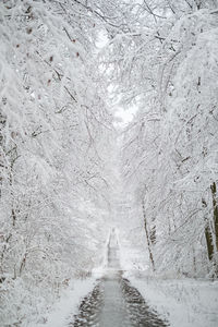 Snow covered footpath amidst trees