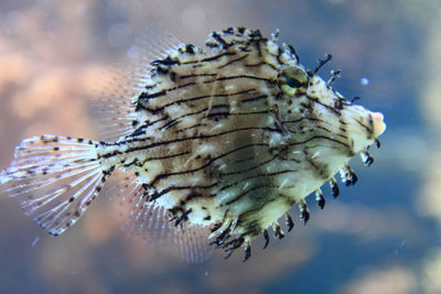Close-up of dead fish in sea
