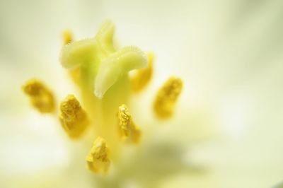 Close-up of pollen on flower