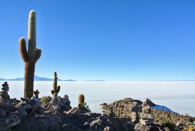 Cactus on rock by sea against clear blue sky