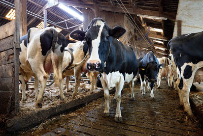 View of cows in stable