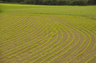 A corn field in brittany