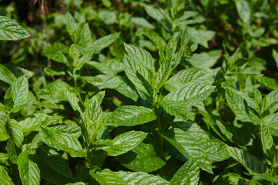 Close-up of fresh green leaves