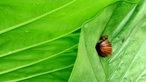 Close-up of insect on leaf