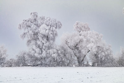 A group of trees in the countryside with snow in winter are completely iced over