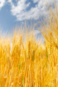 Close-up of wheat field against sky